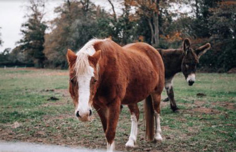 Denham Mount - Photo 15