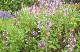 Ferienhaus Salvia - Foto 49