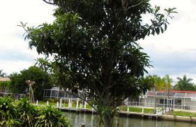 Villa Marco Island - Photo 111