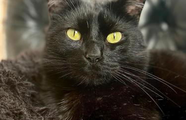 Grand Appartement Haussmanien de Standing avec Jacuzzi Terrasse et Parking en Hyper Centre - Foto 14