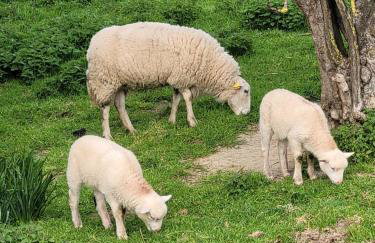 Vaniria 3 Apartamentos Nuevos - Foto 33