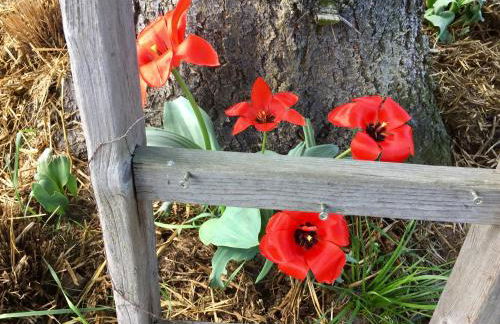 Ferienwohnung Schwalbennest-Großkoschen - Foto 20
