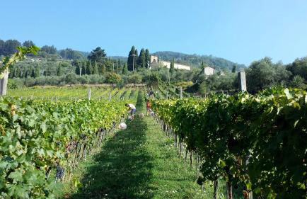 Fattoria Gambaro di Petrognano - Foto 26