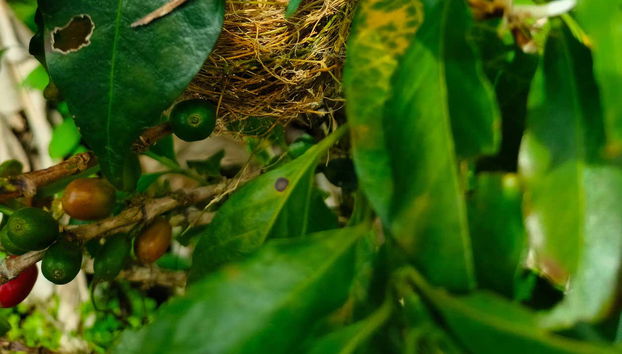 Tour del café por San Rafael - Foto 2