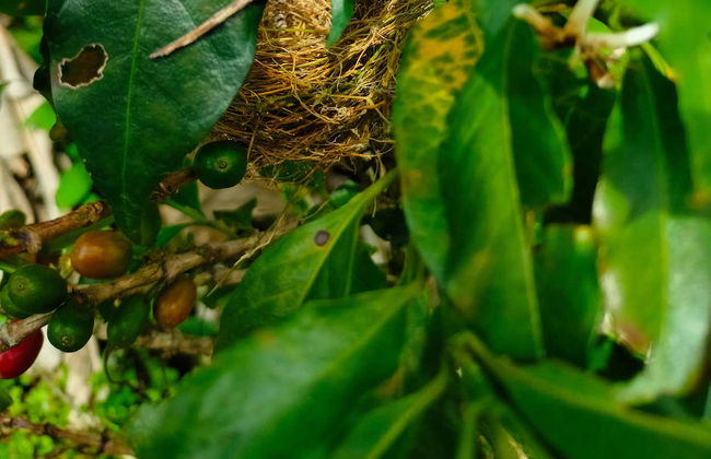 San Rafael Coffee Tour - Photo 2