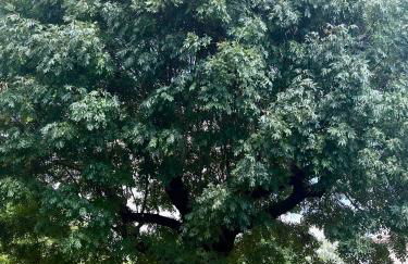 Gîte La Vésarnie - Foto 52