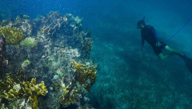 Alla scoperta delle meraviglie del fondale