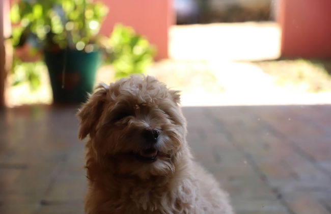 Butterfly Apartments - Foto 22