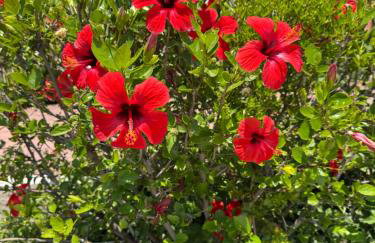 VILLA IRILENA - 4BDR BEACH HOUSE - Foto 45