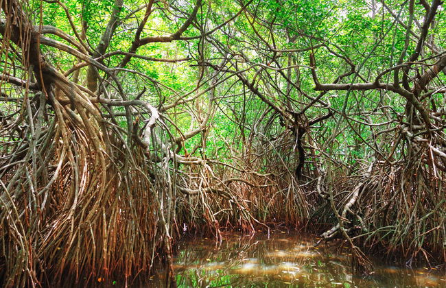 Passeio de barco pelos manguezais de Bentota - Foto 1