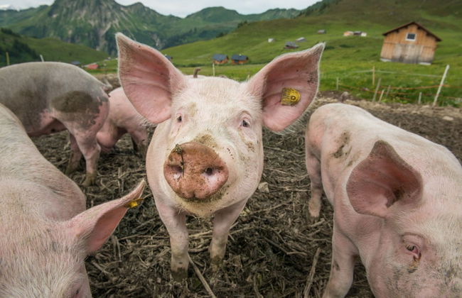 Apartment in Damuls Near Hiking Trails - Photo 17