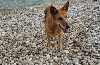 Haus Rudi- rustikalna oaza mira - Foto 26