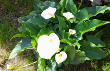 Appartamento Rosanna - Foto 58