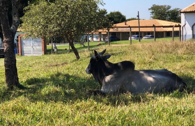 Sítio Refúgio do Alto - Photo 46