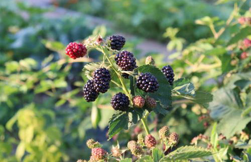 Quinta do Regalo - Foto 69