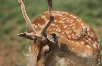 Casa di Voz Suites complex & free gym services by "elite" - Foto 72