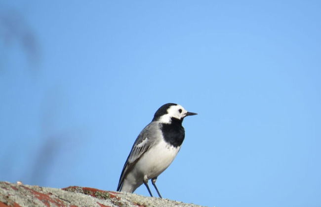 Csilla Comfortable Holiday Residence - Foto 22