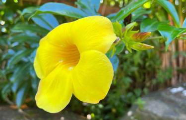 São Francisco do Sul, SC, Praia do Forte. - Foto 26