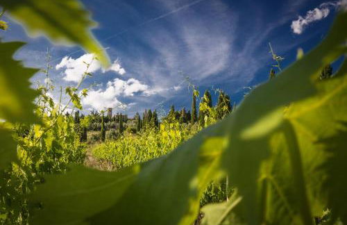 Castello di Volpaia - Foto 103