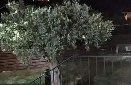 Nestor Apartments - Foto 2