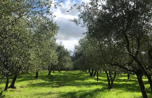 Agriturismo Podere I' Caldino - Foto 8