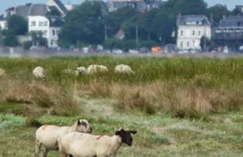 Gîte Les Sapins en Baie de Somme - Foto 23