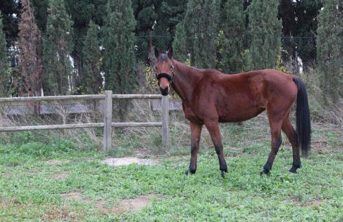 Mas de l'Olivier - Foto 23