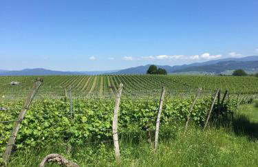 Ferien- Und Winzerhof Simon - Photo 47