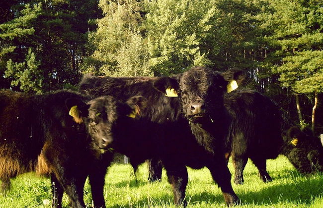 Spacious Apartment With Garden - Foto 14