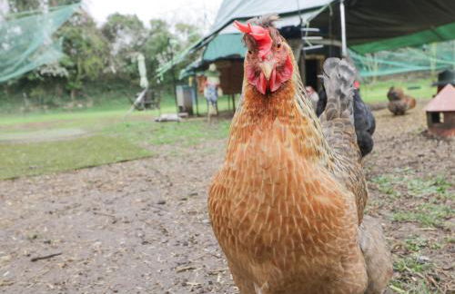 Orchard House Cottage - Foto 20