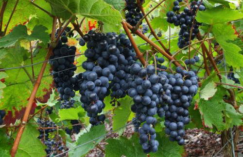 Mosel-Apart Rudorfer - Foto 21