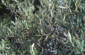 Eco Secluded apartments Zabodarski - Foto 14