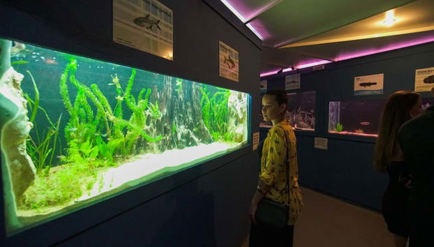 Enjoying the guided tour of the Bonito Aquarium