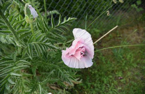 Ferienhaus Biene - Photo 58