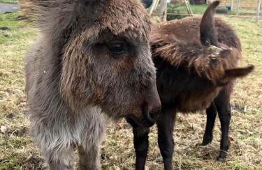 Wohnen im ehemaligen Kuhstall Stiehler Farm - Foto 33