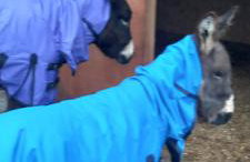 Inviting 2-bed Cottage in Newcastle Emlyn - Foto 43