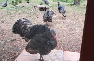 Blissful Solitude Cottage - Foto 58