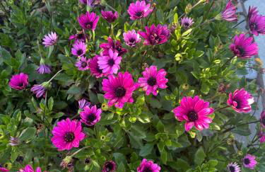 Ty Mawr, The Old School Holiday Homes - Pet Friendly - Foto 70