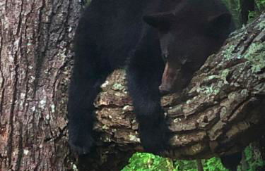 Waterfall Overlook at Bearfoot Falls - Foto 32