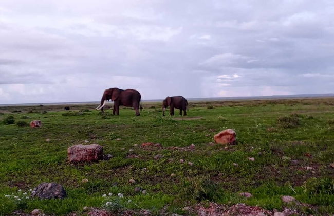 Amanya 2 Rooms Girraffe Family Tent - Foto 13