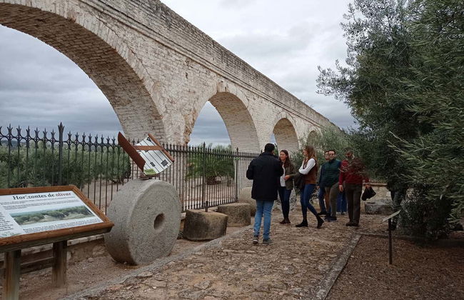 Visita guidata del Museo dell'Ulivo + Degustazione - Foto 4