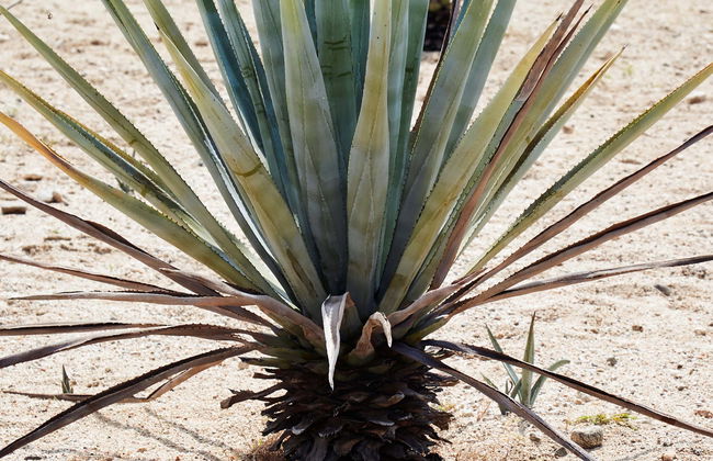Etúcuaro Mezcal Distillery & Hiking Tour - Photo 7