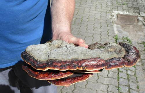 Ferienwohnung Zweilinden - Foto 18