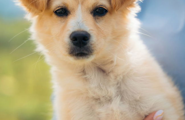 Milea Agritourism - Foto 61