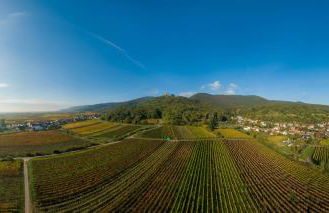 Weingut & Ferienwohnungen Müller-Kern - Foto 7