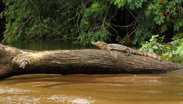 Caiman in Caño Negro