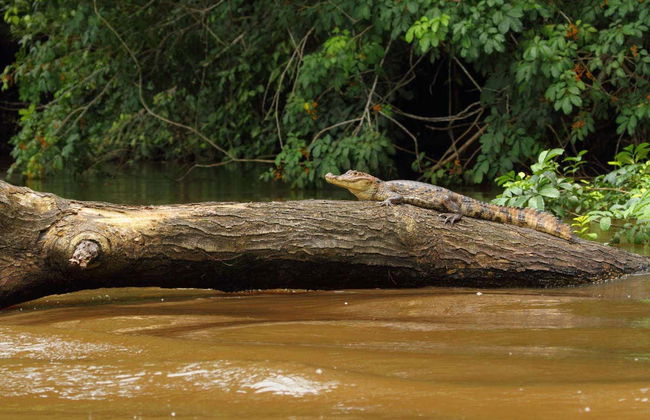 Excursão a Caño Negro - Foto 4