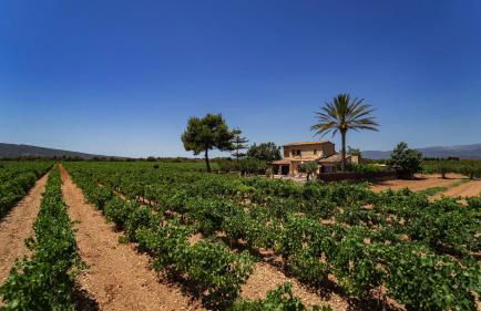 Vinyes Can Grau - Foto 19