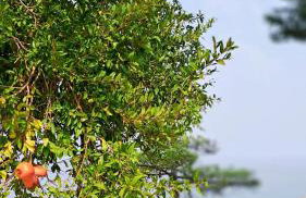 Nama Beach House - Photo 30