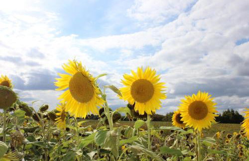 Gîtes à l'ombre des chênes - Foto 21